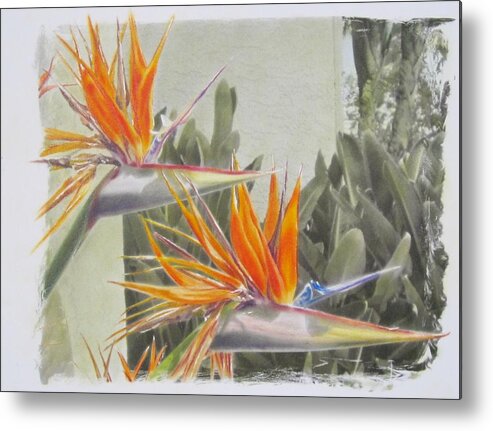 Bird Of Paradise Metal Print featuring the photograph Birds of Paradise by Tess Lee Miller