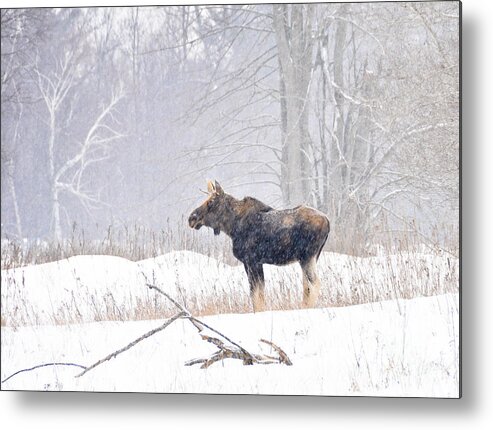 Moose Metal Print featuring the photograph Canadian Winter by Cheryl Baxter