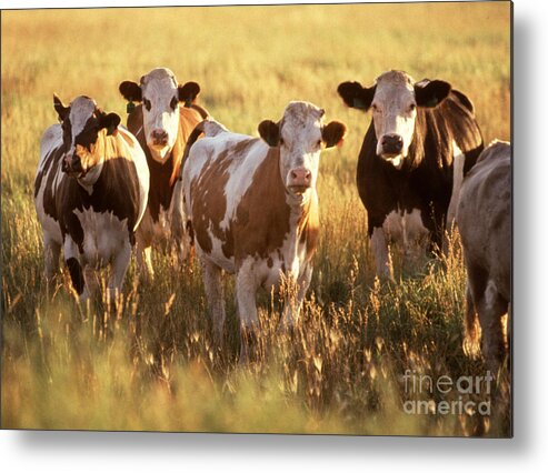 Cow Metal Print featuring the photograph Cattle In Field by Science Source