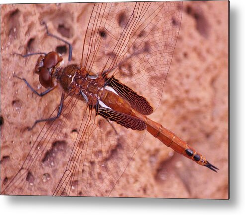 Insect Metal Print featuring the photograph Chance Encounter by Craig Wood