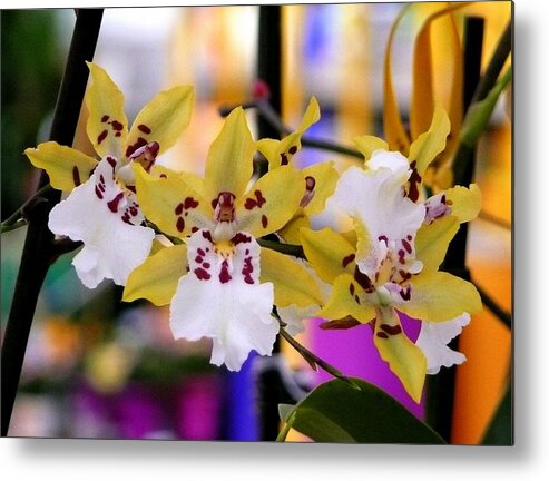 Orchid Metal Print featuring the photograph Colorful Orchids by Lori Seaman