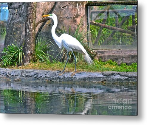 Egret Metal Print featuring the photograph Colorful White Egret by Carol Bradley