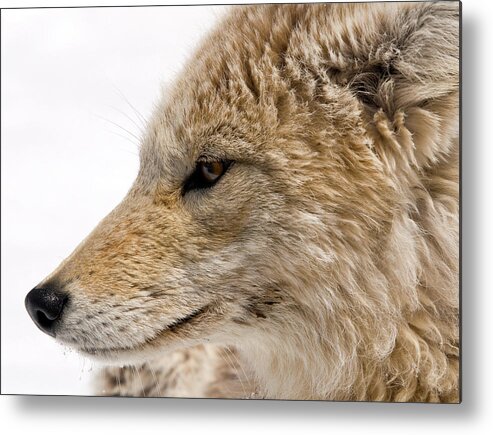 Coyote Metal Print featuring the photograph Coyote by Steve Stuller