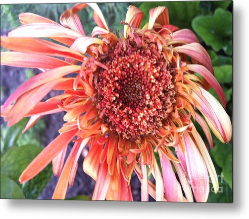Red Flower Metal Print featuring the photograph Daisy in the Wind by Vonda Lawson-Rosa