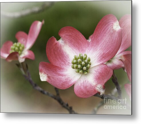 Springtime Blossoms Metal Print featuring the photograph Dogwood Blossom by David Waldrop