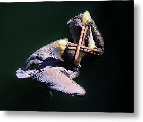 Pelican Metal Print featuring the photograph Dueling Pelicans by Paulette Thomas