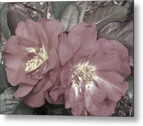 Roses Metal Print featuring the photograph Faded Roses by Naomi Wittlin