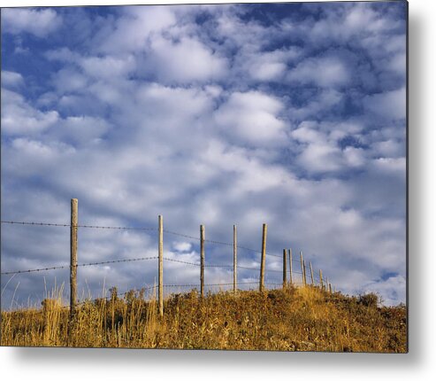 Light Metal Print featuring the photograph Fenceline In Pasture With Cumulus by Darwin Wiggett