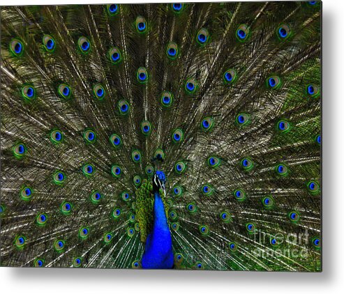  Peacock Metal Print featuring the photograph Flaunting the Colours by Elaine Manley