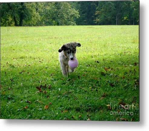 Puppy Metal Print featuring the photograph Floppy Ears by Art Dingo