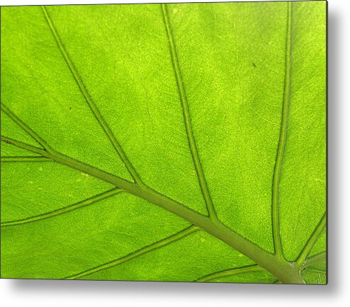 Tropical Leaf Metal Print featuring the photograph From Below by Kim Galluzzo