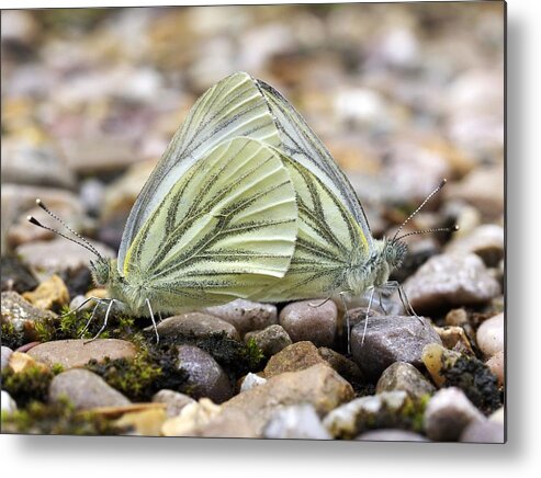 Green-veined White Butterflies Mating Metal Print by Dr Jeremy Burgess -  Science Photo Gallery