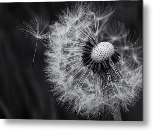 Dandelion Metal Print featuring the photograph If Only Wishes Came True by Sue Capuano