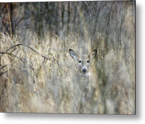 White Tailed Deer Metal Print featuring the photograph Inconspicuous by Wade Clark