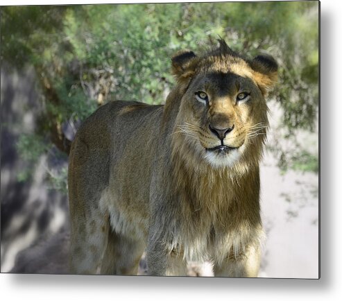 African Lion Metal Print featuring the photograph Just Smile by Saija Lehtonen