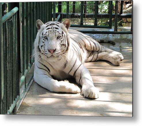 Tiger Metal Print featuring the photograph Kimar the white tiger by Keith Stokes