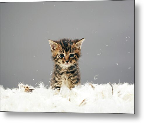 Horizontal Metal Print featuring the photograph Kitten Surrounded By Feathers by Martin Poole