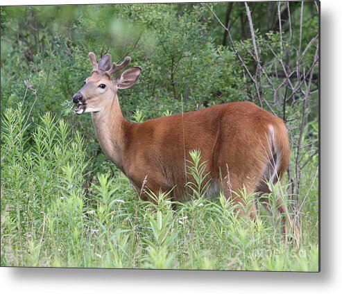 Male White Tailed Deer In A Spring Meadow Metal Print featuring the photograph Male White Tailed Deer in a Spring Meadow by Inspired Nature Photography Fine Art Photography