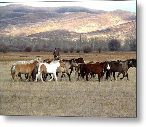 Mongolia Metal Print featuring the photograph Mongolian Horses II by Diane Height