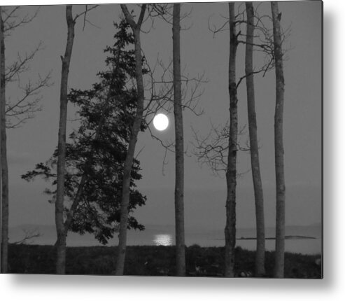 Landscape Metal Print featuring the photograph Moon Birches Black and White by Francine Frank