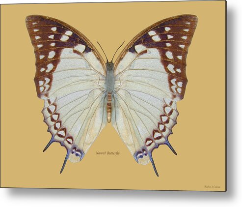 Nawab Butterfly Metal Print featuring the digital art Nawab Butterfly by Walter Colvin