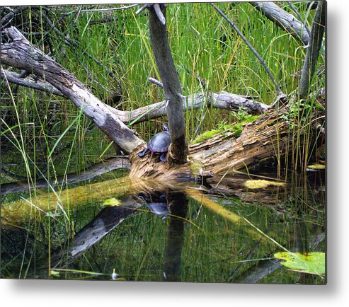 Painted Metal Print featuring the mixed media Painted Turtle on the Little Ausable River by Bruce Ritchie