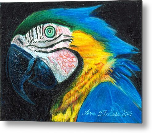 Parrot Metal Print featuring the drawing Parrot Miniature by Ana Tirolese