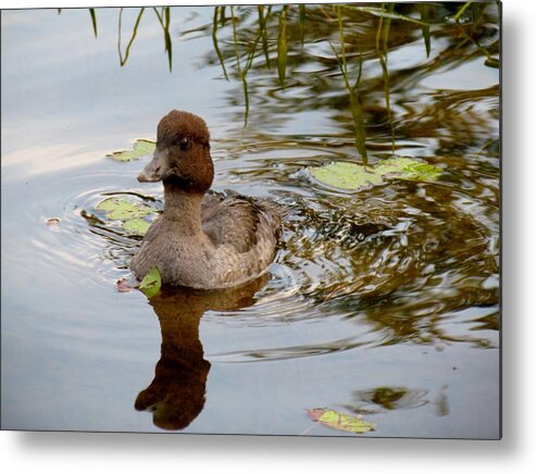Duck Metal Print featuring the photograph Passing by by Meagan Visser
