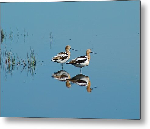 Birds Metal Print featuring the photograph Perfect Reflection by Kathy Gibbons