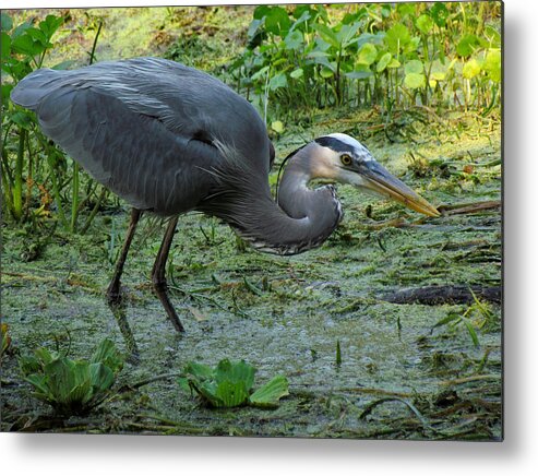 Nature Metal Print featuring the photograph Poised by Judy Wanamaker