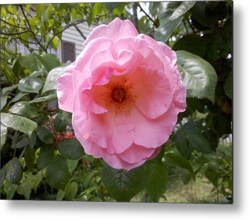 Pink Metal Print featuring the photograph Pretty in Pink by Rita Tortorelli