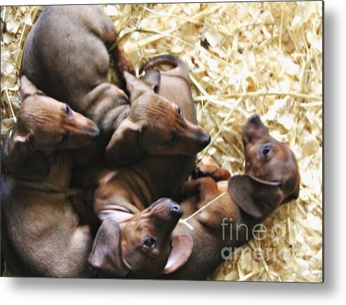 Puppies Metal Print featuring the photograph Puppies by Brian Seidenfrau