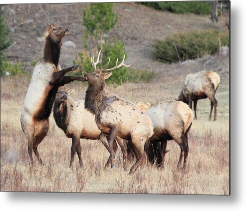 Elk Metal Print featuring the photograph Put Up Your Dukes by Shane Bechler