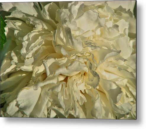 Peony Metal Print featuring the photograph Romance by William Fields