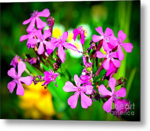 Purple Metal Print featuring the photograph Spray of Purple by Kevin Fortier