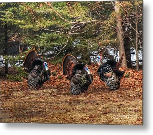 Turkey Metal Print featuring the photograph Struttin' by Terry Doyle