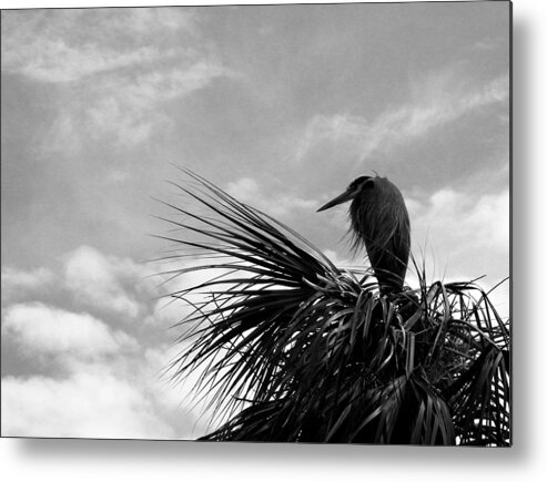 Nature Metal Print featuring the photograph The Lonely Great Blue Heron by Judy Wanamaker