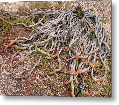 Medusa Metal Print featuring the photograph The Medusas wigs by Hiroko Sakai