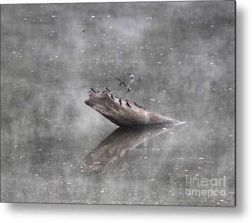Nature Metal Print featuring the photograph Tree Swallows by Jack R Brock