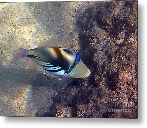 Tropical Fish Metal Print featuring the photograph Upclose with a Lagoon Triggerfish by Bette Phelan