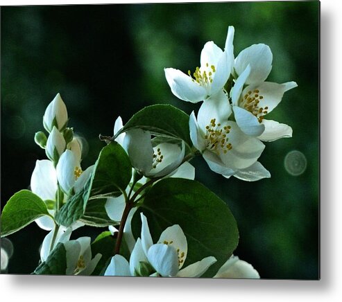White Metal Print featuring the photograph White Buds and Blossoms by Steve Taylor