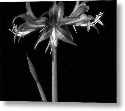 Flower Metal Print featuring the photograph Amaryllis 'quito' #2 by Ann Jacobson