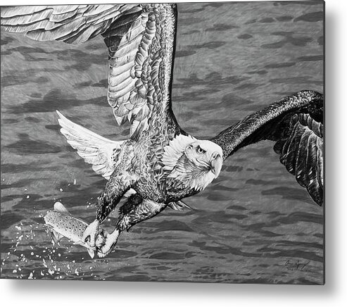 Bald Eagle Metal Print featuring the drawing Bald Eagle Fishing #1 by Aaron Spong