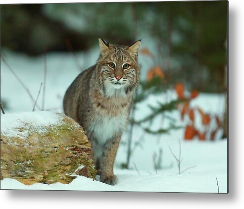 Bobcat Metal Print featuring the photograph Checking Me Out #1 by Duane Cross
