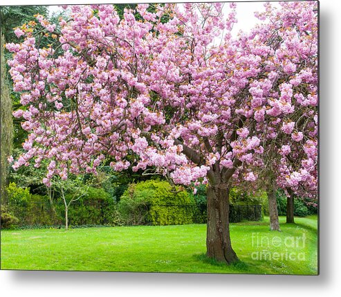 Victoria Park Metal Print featuring the photograph Cherry blossom tree #1 by Colin Rayner