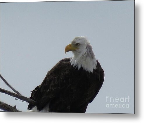 Bold Eagle Metal Print featuring the photograph Eye on you #1 by Yumi Johnson