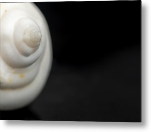 White Seashell Metal Print featuring the photograph Macro closeup of a Seashell #2 by John Williams