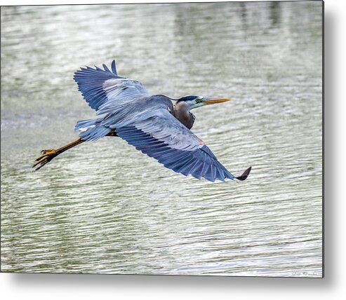 Great Blue Herons Metal Print featuring the photograph Majestic Great Blue #2 by Judi Dressler