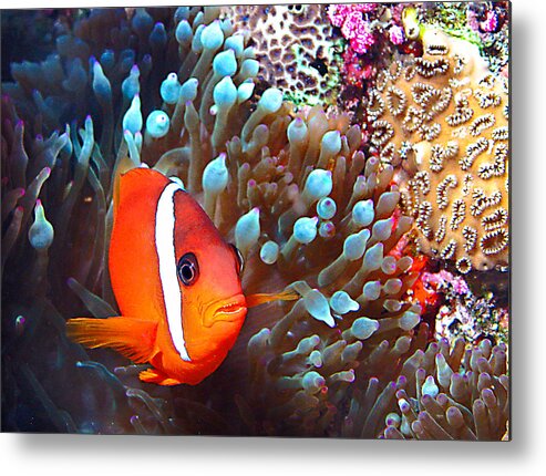 Underwater Metal Print featuring the photograph Nemo #3 by Jean Noren