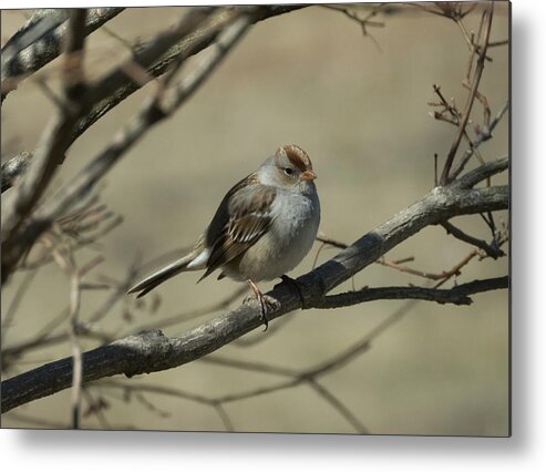 White Crowned Sparrow Metal Print featuring the photograph White-Crowned Sparrow    by Holden The Moment